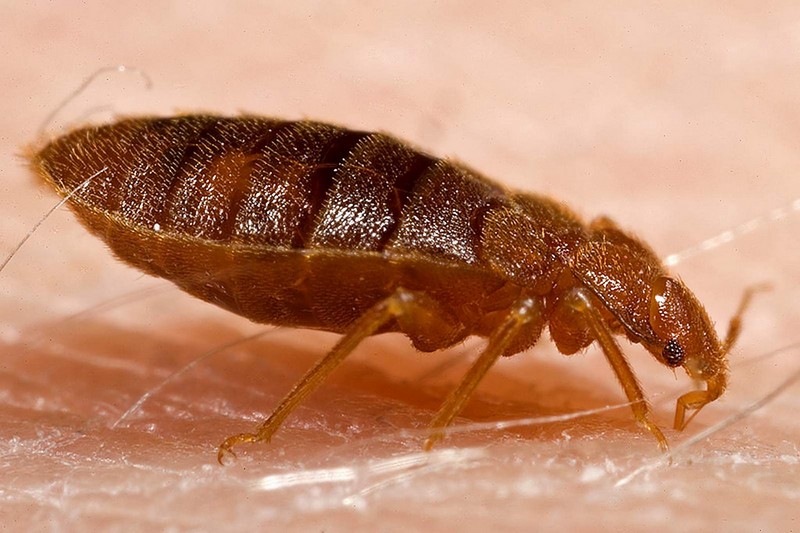 Bed Bug on skin