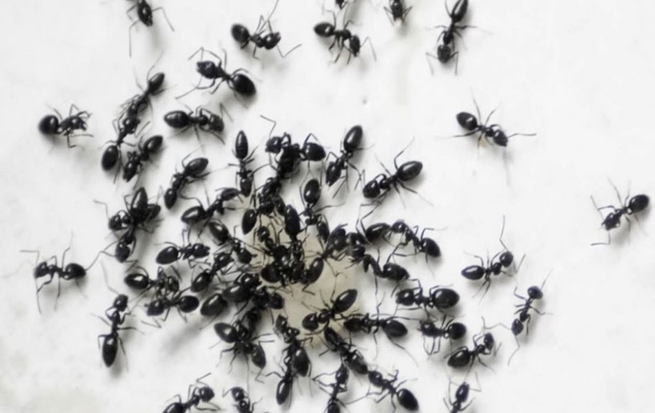 Close-up image of numerous black ants clustered on a white surface, illustrating the need for effective ant control services provided by Double G Pest Control. The image emphasizes the potential for ant infestations and the importance of professional treatment solutions to manage and eliminate ant problems in homes and businesses