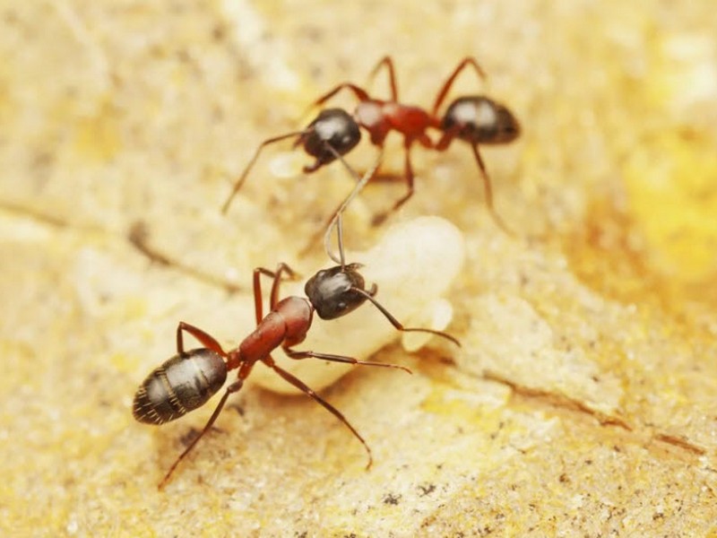 Image of black and red ants crawling across the ground.