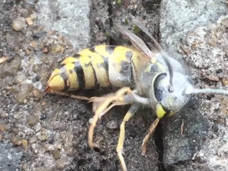 **Image Description for Double G Pest Control: Hornet Control**The image shows a close-up of a hornet, emphasizing its distinctive yellow and black striped abdomen, powerful mandibles, and translucent wings. This detailed view illustrates the aggressive nature of hornets and the potential threat they pose to humans. Double G Pest Control offers specialized hornet control services to protect your home or business from these dangerous pests, ensuring a safe and secure environment.