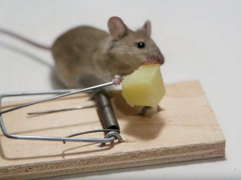 Mouse eating from food in a mouse trap