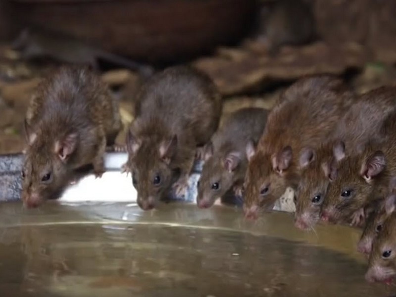 Large group of rats drinking water.