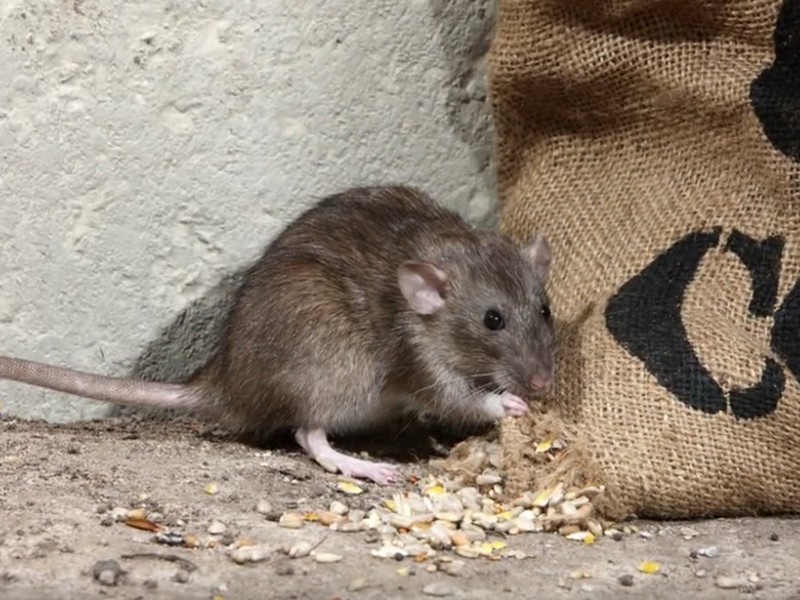 Image of a rat eating seeds.