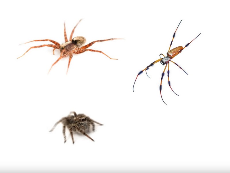 A variety of spiders found around homes