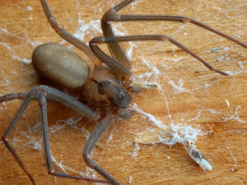 Image of a Brown Recluse Spider