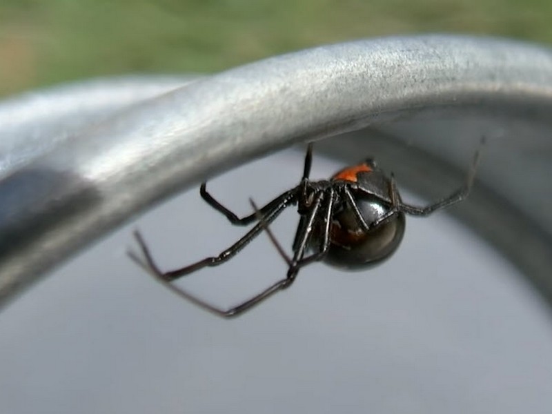 Black Widow Spider hanging from a metal object.