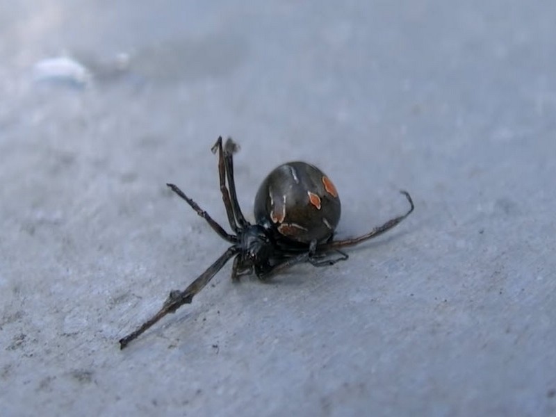 Image of a black widow spider that appears to be dead.