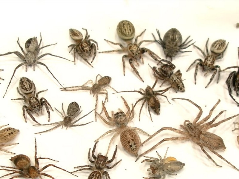 Large group of dead spiders