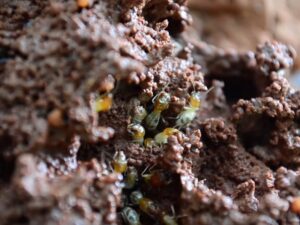 Close-up of subterranean termites building mud tubes in soil, emphasizing the need for professional termite inspection and control services.