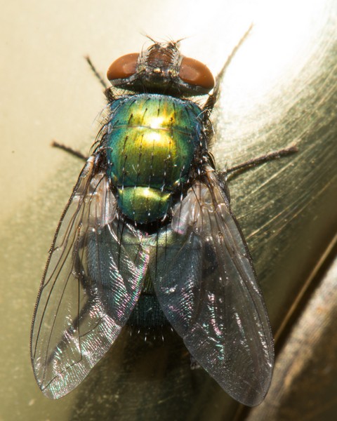 The image features a close-up of a fly, showcasing its metallic green and blue body, large reddish-brown eyes, and transparent wings. This detailed view highlights the common housefly, a pest known for its potential to spread diseases. Double G Pest Control offers expert fly control services to help you maintain a clean and healthy environment, free from these unwanted pests.