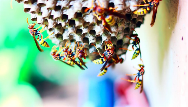 The image features a close-up of a paper wasp nest with several paper wasps actively moving around it. The nest's intricate hexagonal structure is clearly visible, and the wasps' distinct yellow and black bodies with reddish-brown markings stand out. This depiction emphasizes the need for professional pest control services to safely and effectively manage wasp infestations. Double G Pest Control specializes in paper wasp control, ensuring the safety and comfort of your home or business by eliminating these stinging insects.