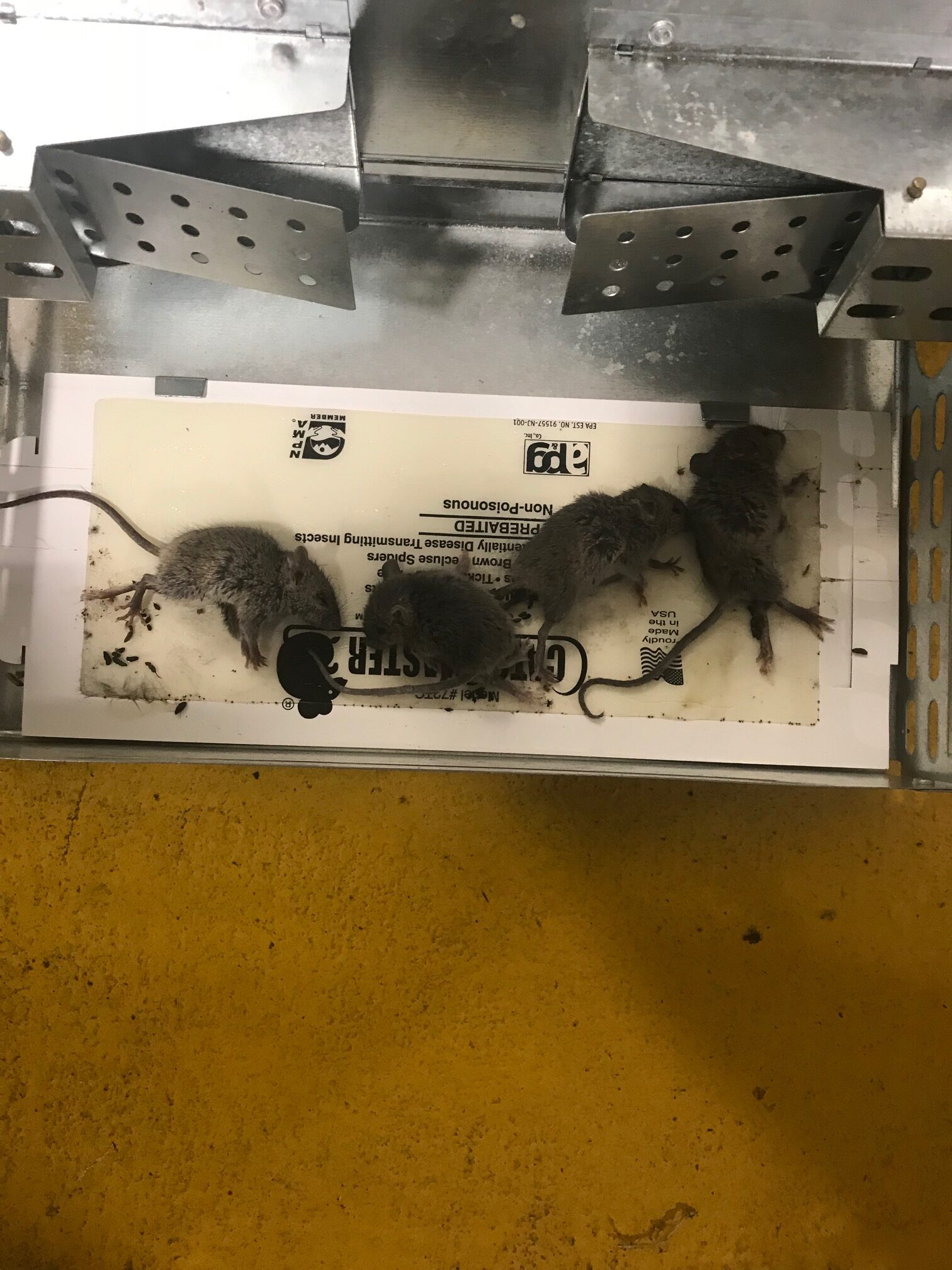 Mice captured by a pest control trap.