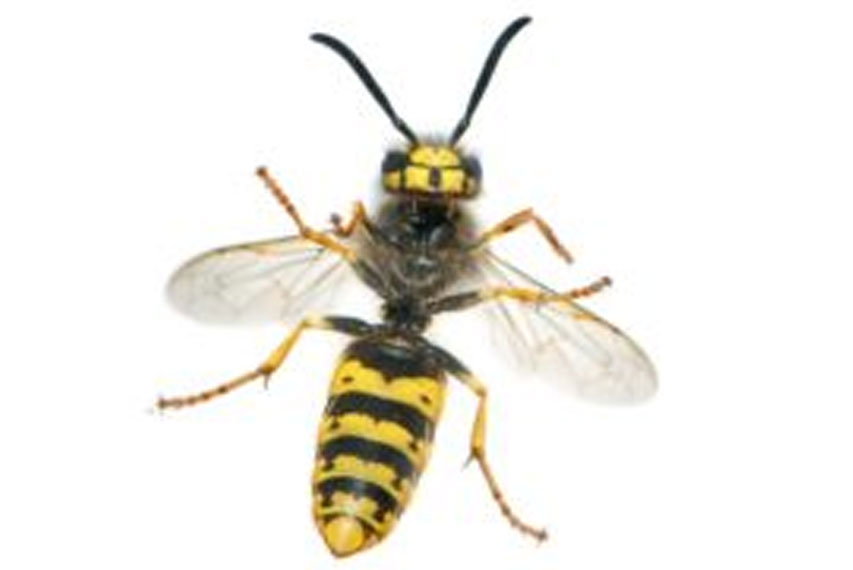 Closeup view of a Yellow Jacket hornet.